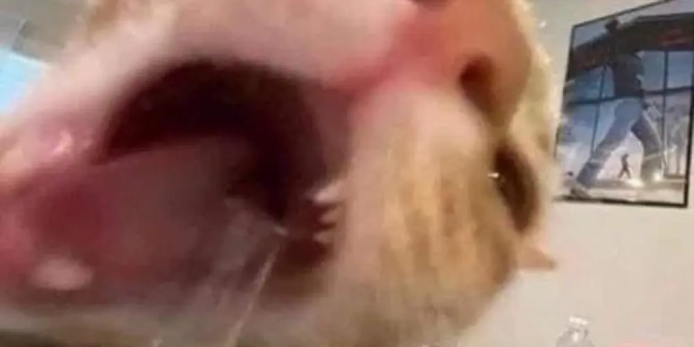 Imagem do grupo de WhatsApp Just do it🦜