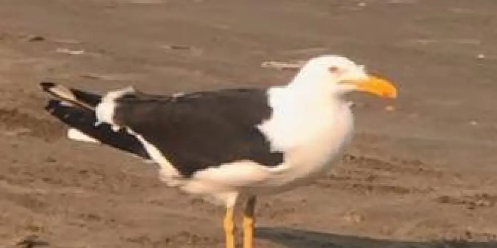 Imagem do grupo de WhatsApp Just friends 🌻