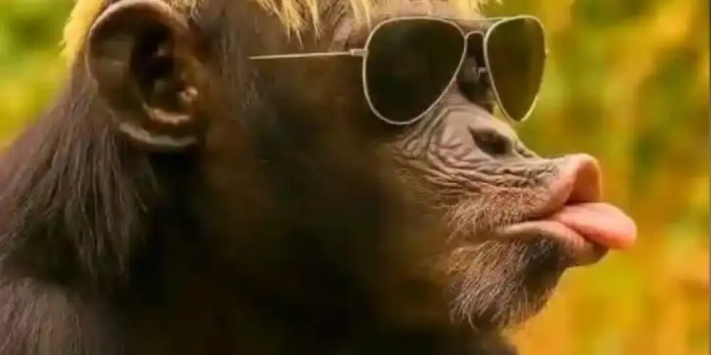 Imagem do grupo de WhatsApp Just us