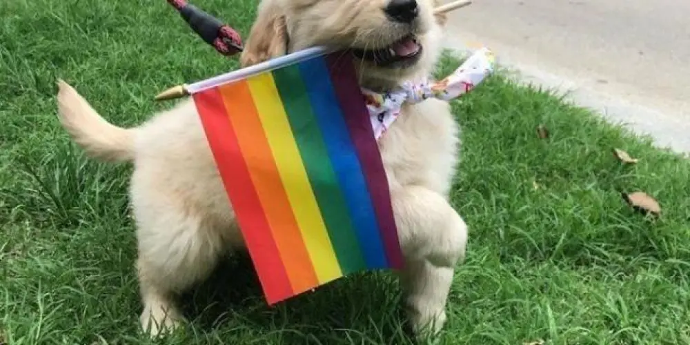 Imagem do grupo de WhatsApp Kings and queens  LGBT🏳️‍🌈