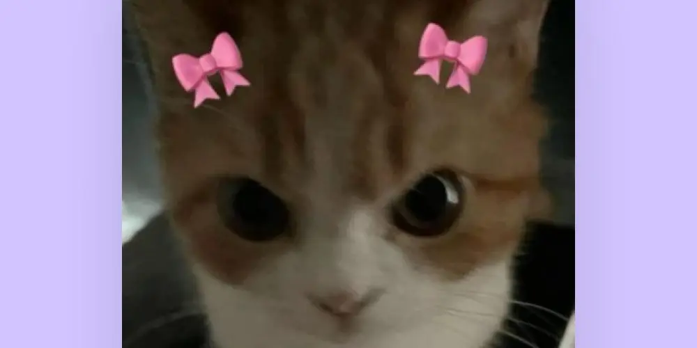 Imagem do grupo de WhatsApp KZNN Girls 🎀