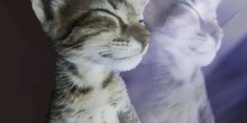 Imagem do grupo de WhatsApp ☯ ḕṼḭḶ ṠṏḉḭḕṮẏ ※