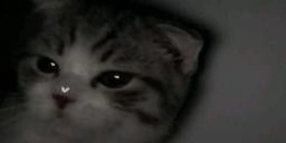 Imagem do grupo de WhatsApp ㊗️Lá Casa de Gojo㊗️