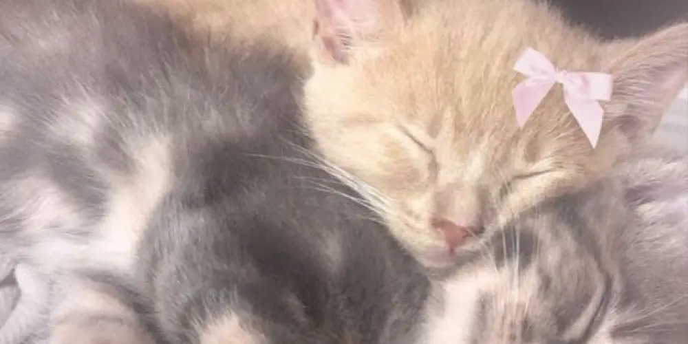 Imagem do grupo de WhatsApp ✨💞 Laço Digital 💞✨