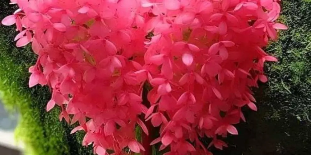 Imagem do grupo de WhatsApp 💞 Laços do Coração 💞