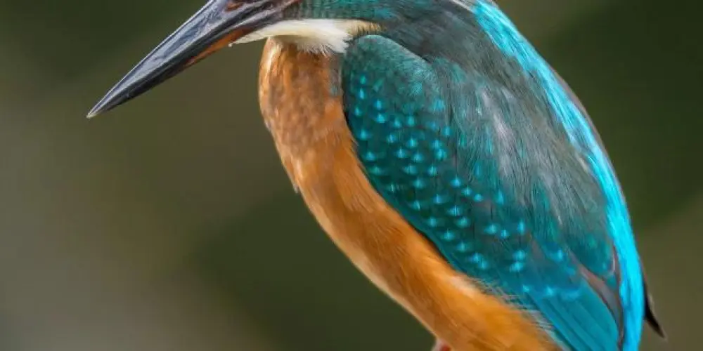 Imagem do grupo de WhatsApp Laços Inquebráveis