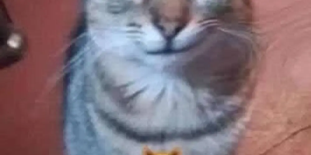 Imagem do grupo de WhatsApp Lan House do amor 💋