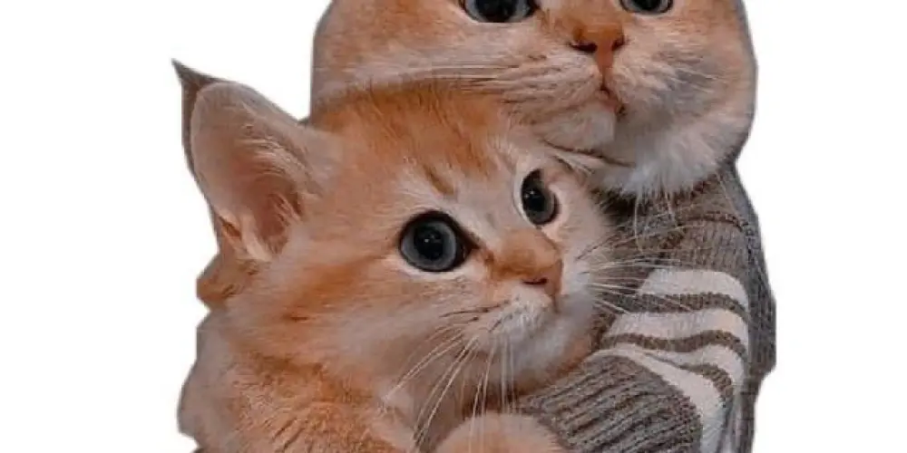 Imagem do grupo de WhatsApp Lanterna dos Afogados💡🧸