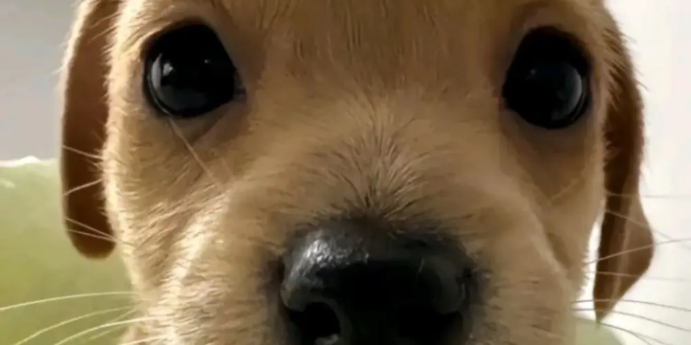 Imagem do grupo de WhatsApp Lar 𝖉𝖔𝖘 𝖑𝖔𝖚𝖈𝖔𝖘🍒