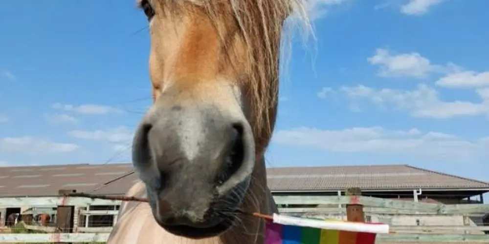 Imagem do grupo de WhatsApp Lar colorido 🏳️‍🌈