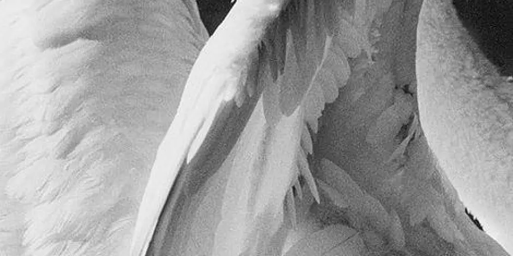 Imagem do grupo de WhatsApp las vegas 2.0