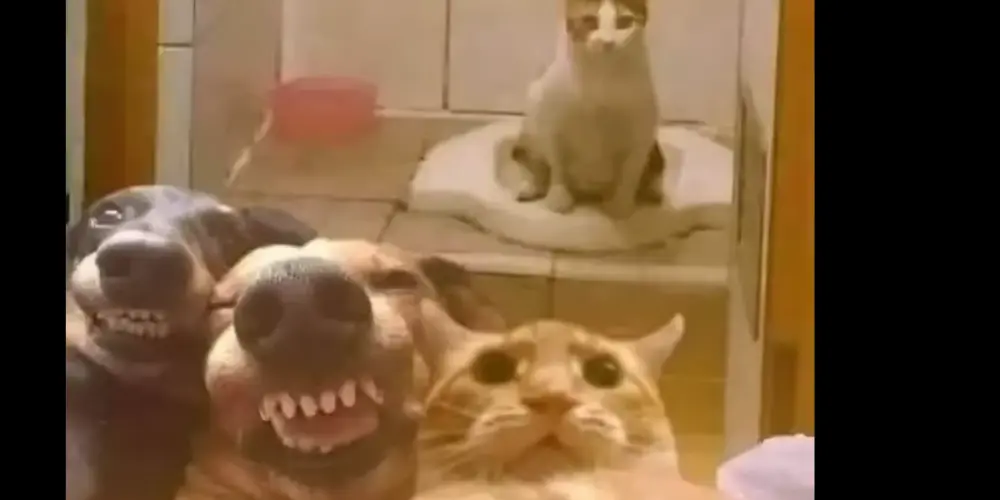 Imagem do grupo de WhatsApp Las Vegas