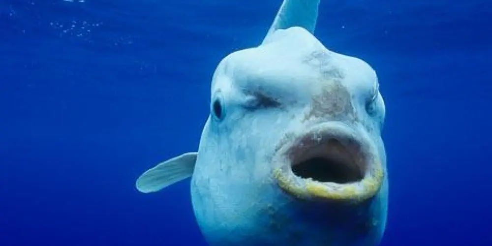 Imagem do grupo de WhatsApp Las Vegas