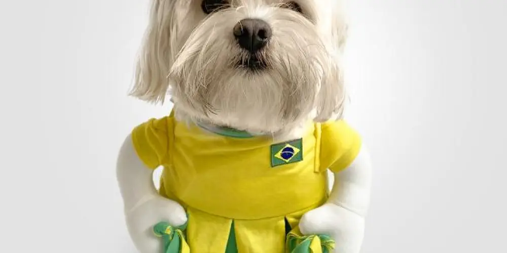 Imagem do grupo de WhatsApp LATIDORES BRASIL 🐶