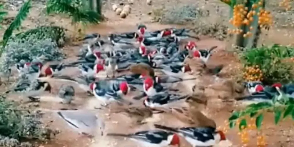 Imagem do grupo de WhatsApp Legalizano geral