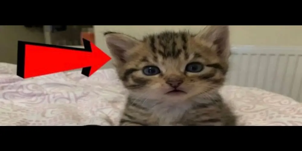 Imagem do grupo de WhatsApp Legends nigth