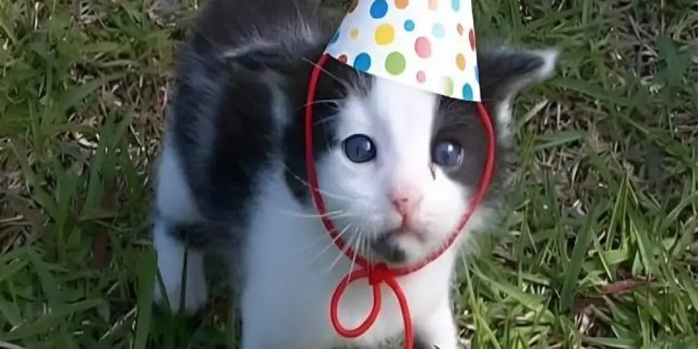 Imagem do grupo de WhatsApp legión