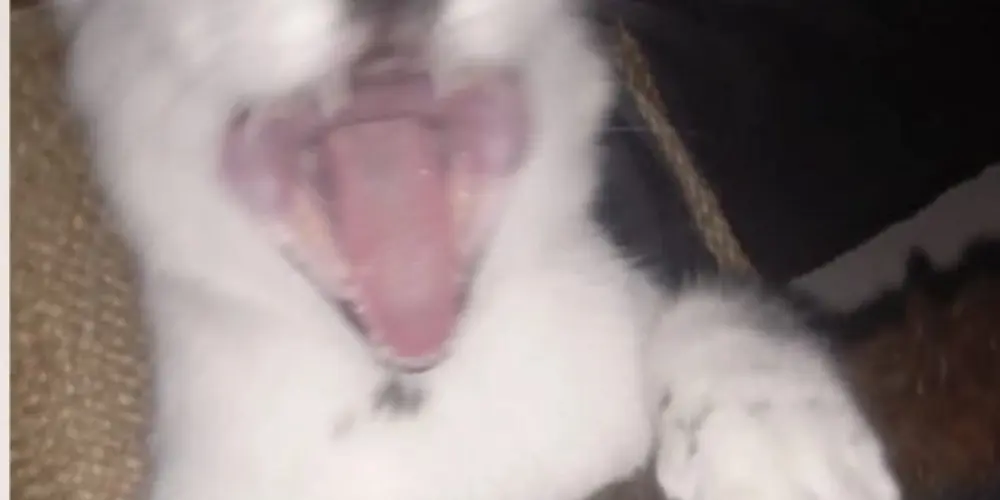 Imagem do grupo de WhatsApp lendas