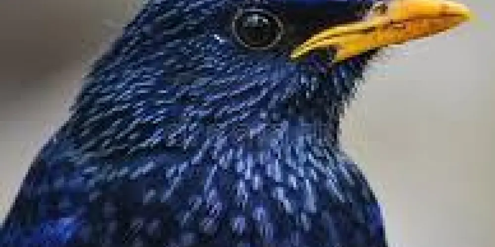 Imagem do grupo de WhatsApp LENDAS DO ASSOBIO 🦜
