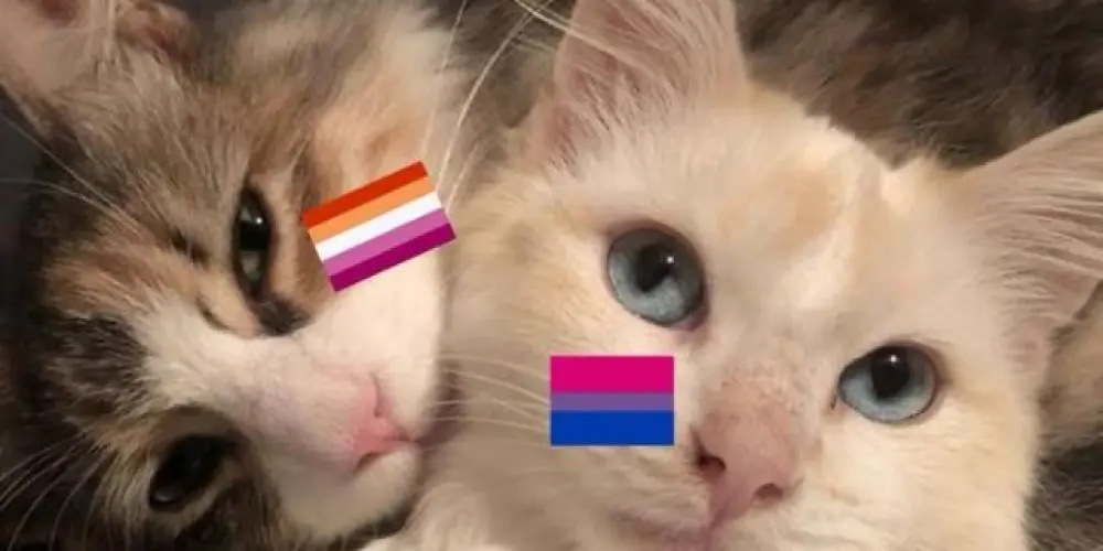 Imagem do grupo de WhatsApp Lesbians🏳️‍🌈