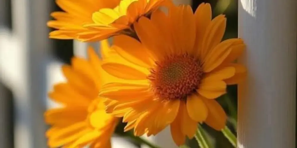 Imagem do grupo de WhatsApp Lésbica brabas fofuras