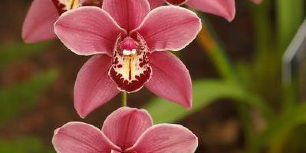 Imagem do grupo de WhatsApp Lésbica da umbanda