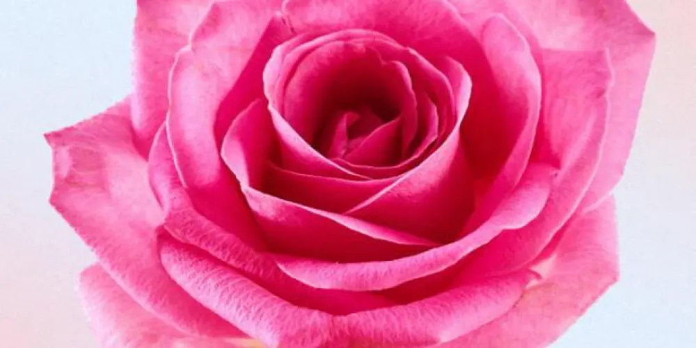 Imagem do grupo de WhatsApp Lésbica gigantes