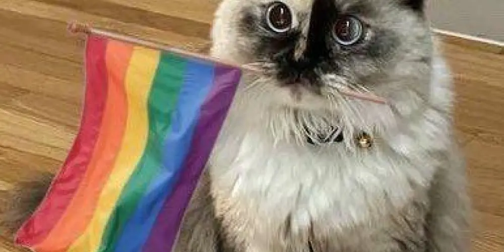 Imagem do grupo de WhatsApp LGBT COVEN