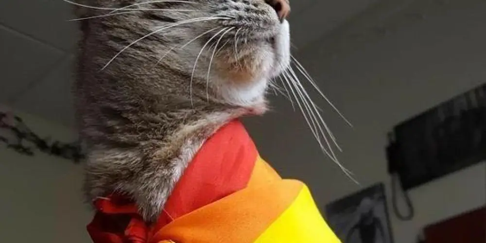 Imagem do grupo de WhatsApp LGBT 🏳️‍🌈 * NOVAS AMIZADES *