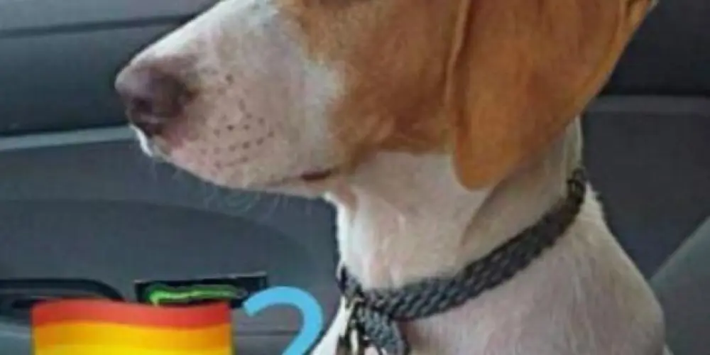 Imagem do grupo de WhatsApp LGBTFLOP