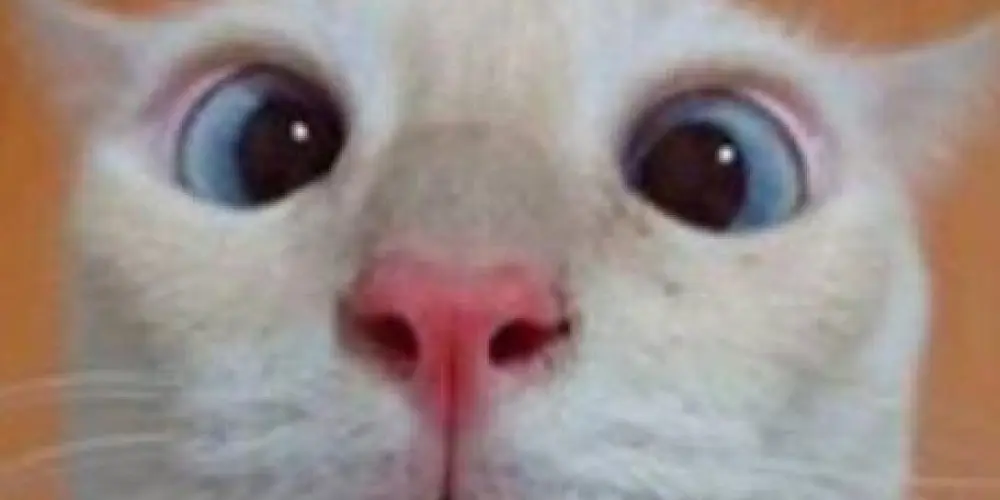 Imagem do grupo de WhatsApp Liga da Amizade