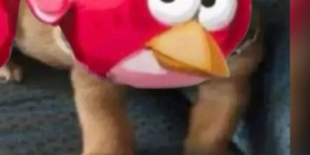 Imagem do grupo de WhatsApp liga dos assobiadores 😗🐦‍⬛