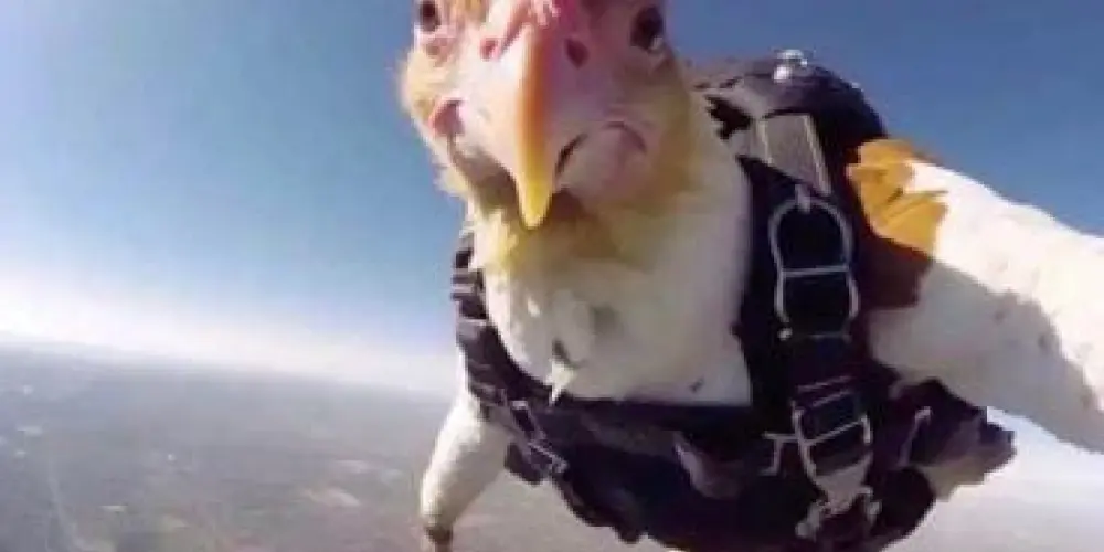 Imagem do grupo de WhatsApp ☆ lily victrix ☆