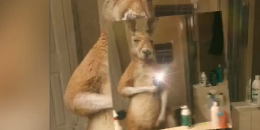 Imagem do grupo de WhatsApp 💯LIMITES