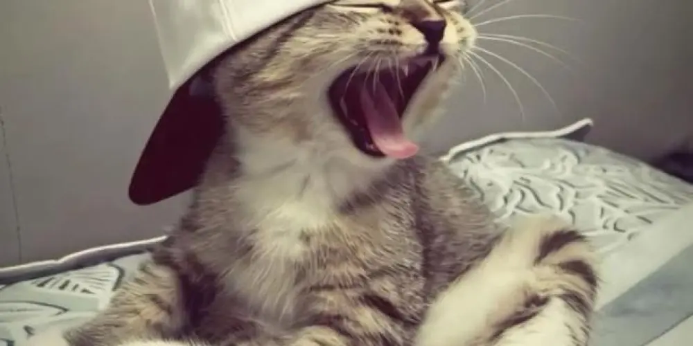 Imagem do grupo de WhatsApp 💯limites