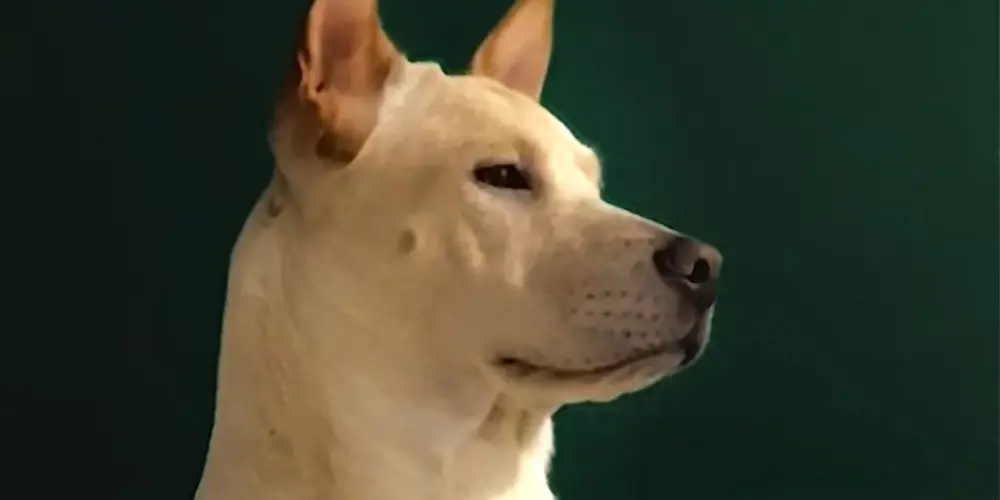 Imagem do grupo de WhatsApp Literalmente só malucos