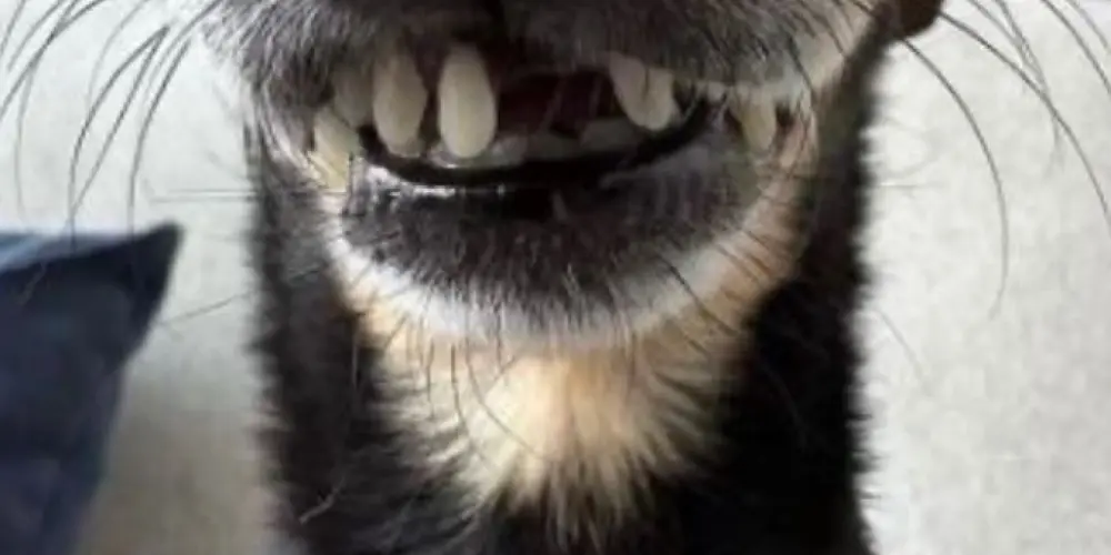 Imagem do grupo de WhatsApp Little monkeys