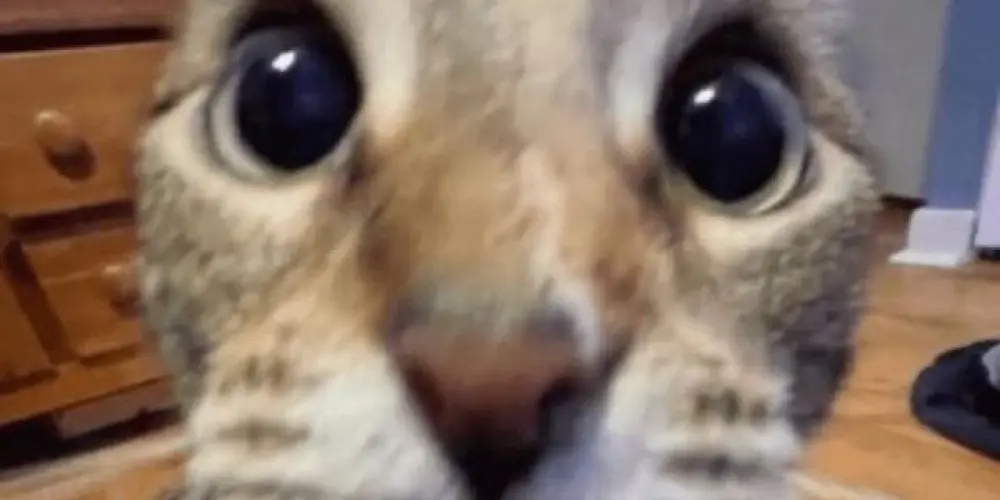 Imagem do grupo de WhatsApp Lives diárias Twitch! 💜