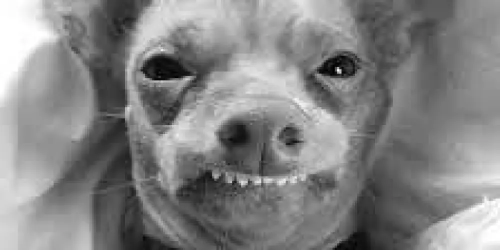 Imagem do grupo de WhatsApp 💫⭐🛡️⚔️ ΛMłGФS ТФPS 24Hřş ⚔️🛡️💫⭐