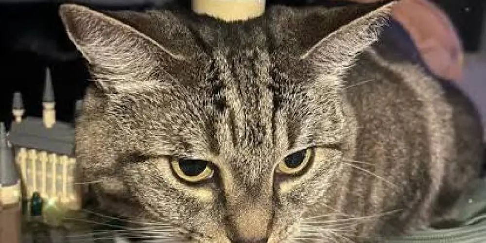 Imagem do grupo de WhatsApp (Lobby) Homens com TEA de Alto func.