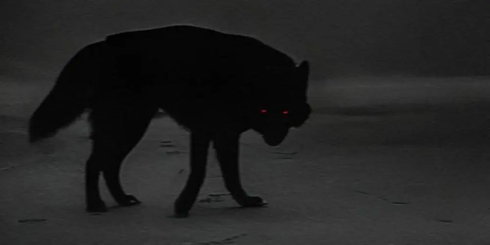 Imagem do grupo de WhatsApp Lobo Solitário (Prime)