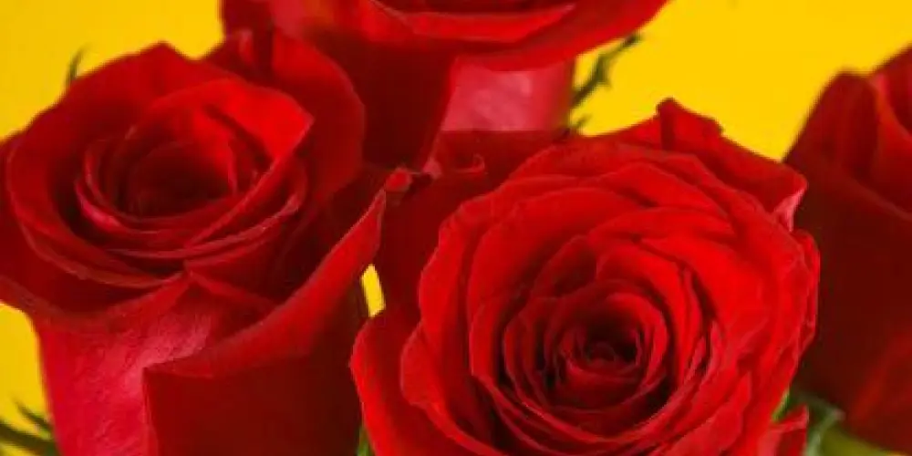 Imagem do grupo de WhatsApp LOBOS SOLITÁRIOS 50 💕💕