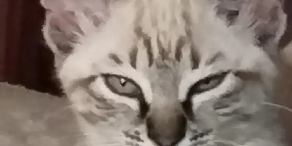 Imagem do grupo de WhatsApp Looksmaxxing