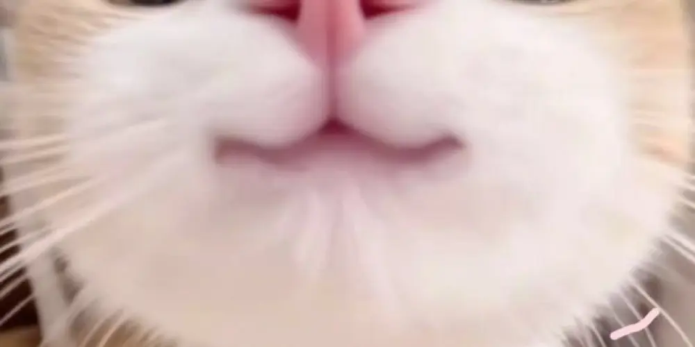 Imagem do grupo de WhatsApp Los fudidos