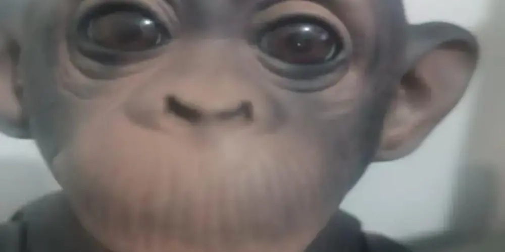 Imagem do grupo de WhatsApp Los Hermanos