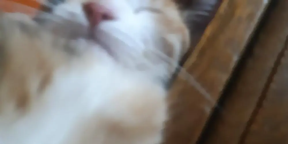 Imagem do grupo de WhatsApp Los locos amigos