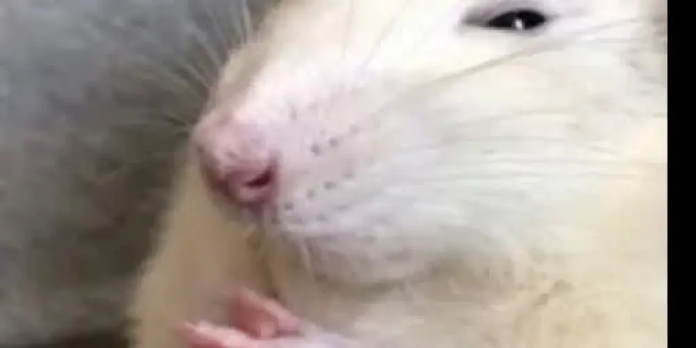 Imagem do grupo de WhatsApp Los sonámbulos