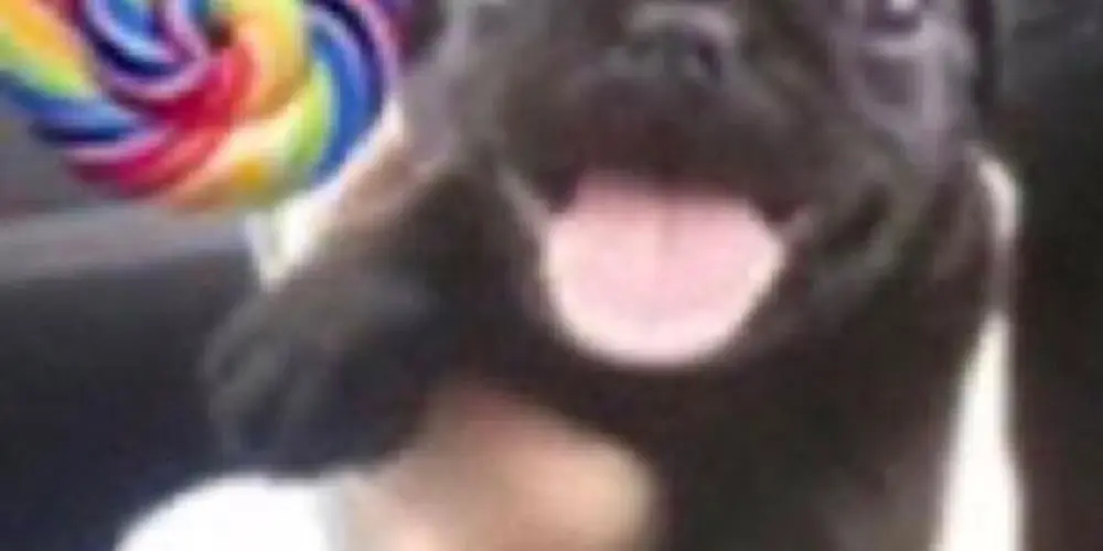 Imagem do grupo de WhatsApp lottah royce’