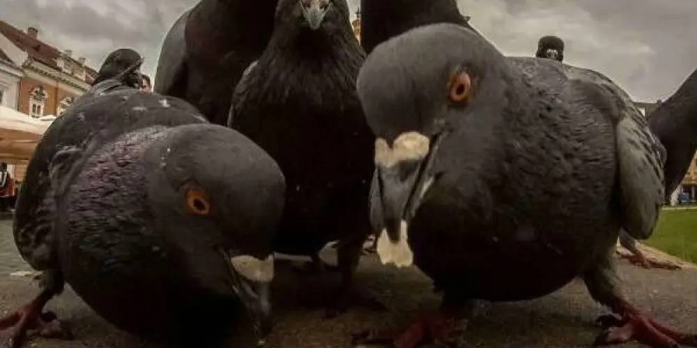 Imagem do grupo de WhatsApp Louco e sonhador☝🏼