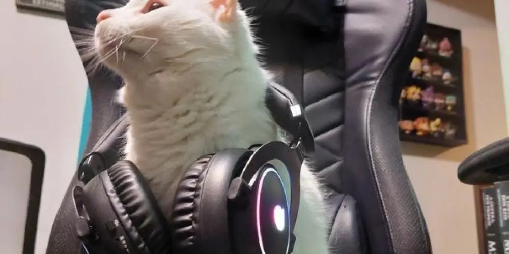 Imagem do grupo de WhatsApp LOUCOS DA WEB ⚠️